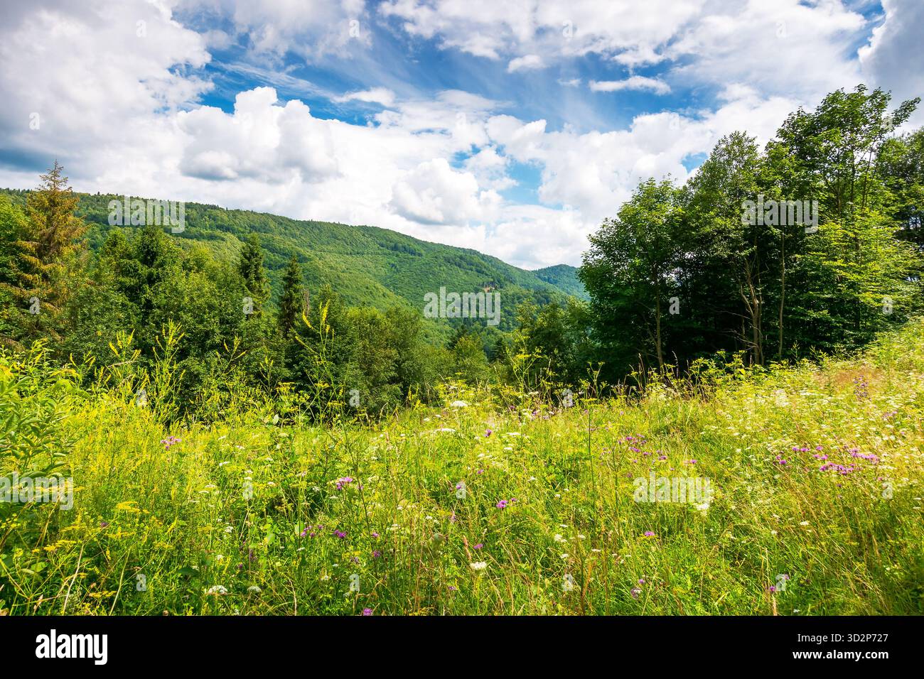 prato alpino con erbe aromatiche e fiori selvatici circondato da boschi di faggi. montagne dei carpazi sfondo sotto il cielo blu con nuvole. clima estivo caldo Foto Stock