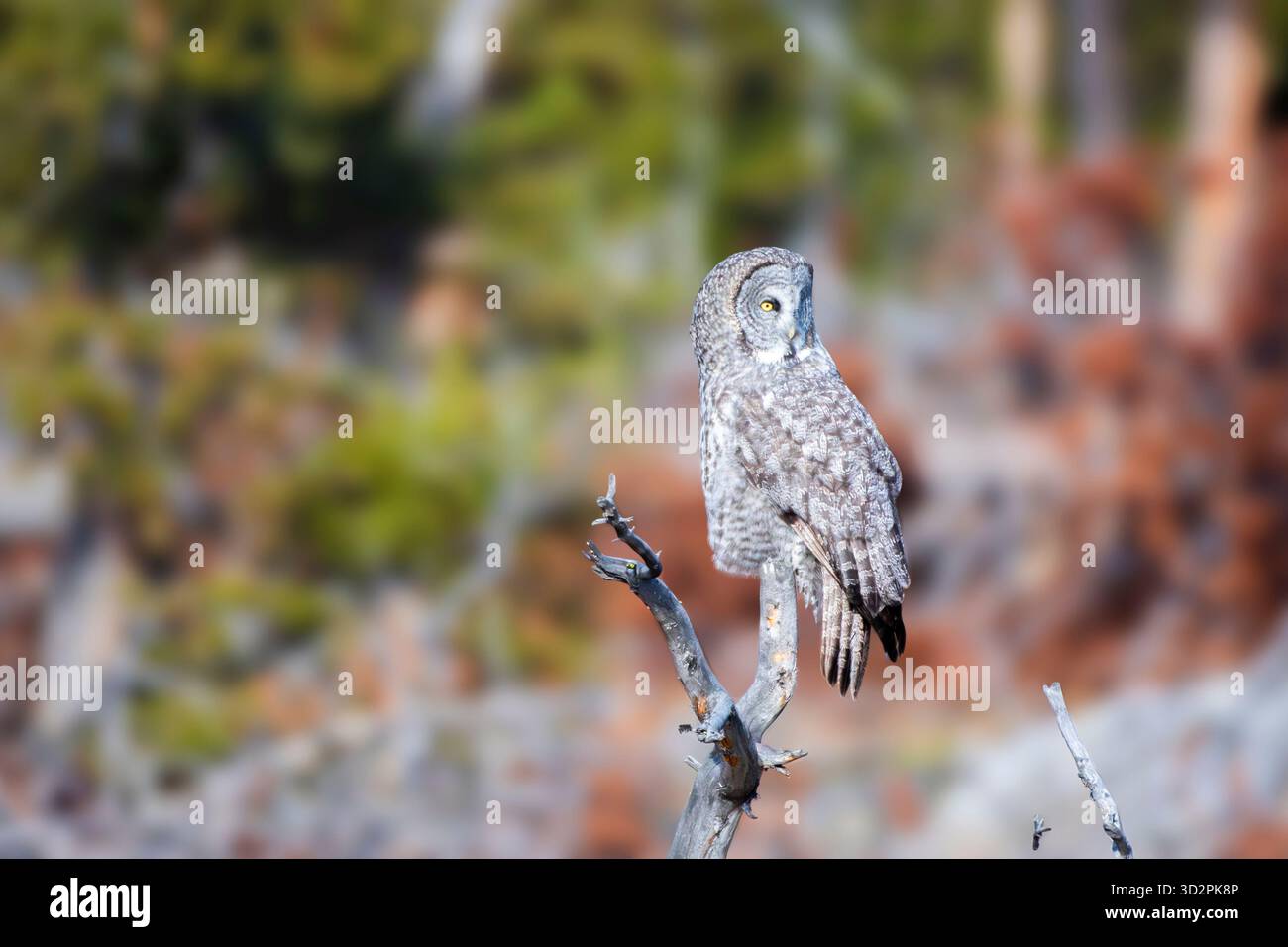 Il look del grande Gufo Grigio Foto Stock