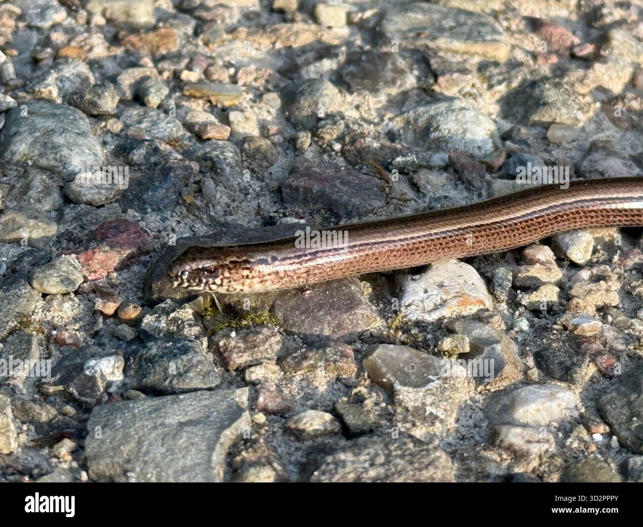 Un verme lento che si crogiola su un soleggiato sentiero di ghiaia con luce naturale. Ideale per concetti naturalistici, diversità naturalistica, protezione ambientale ed ecologia Foto Stock