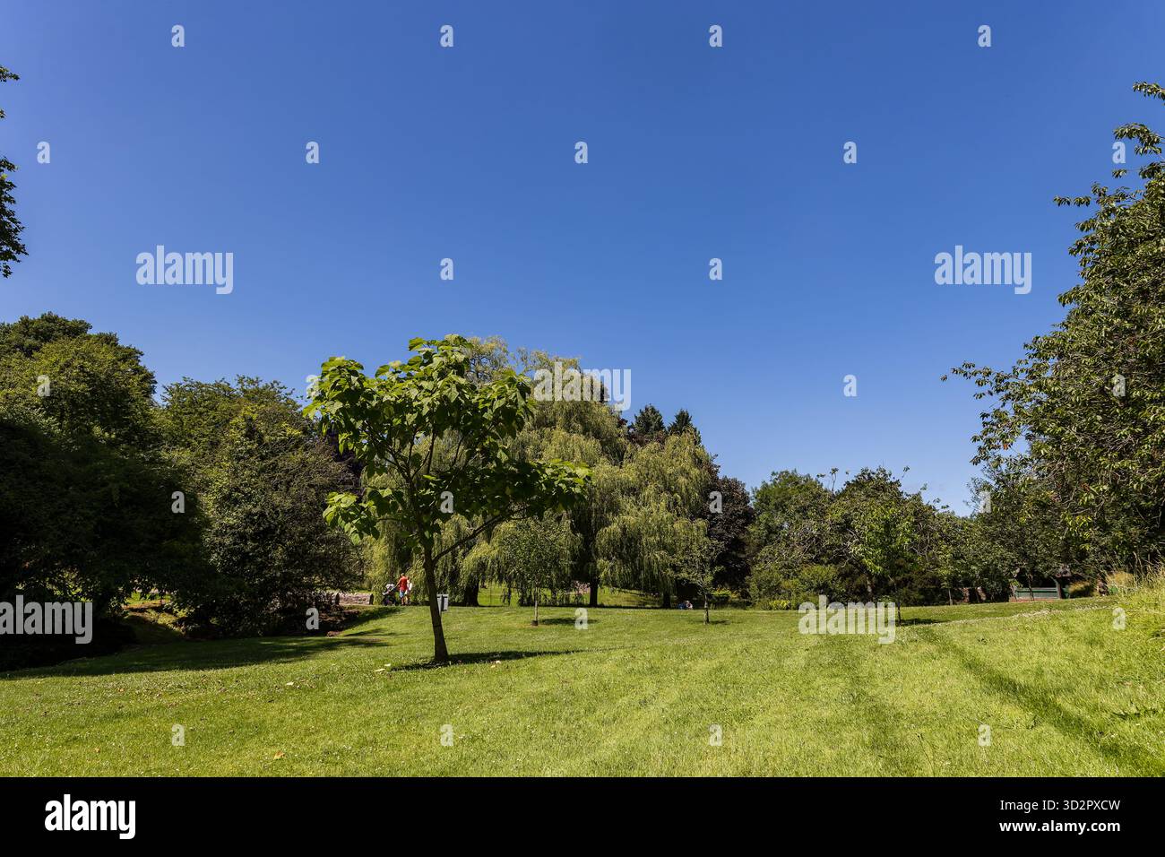 Parco tranquillo con un grande campo erboso sotto un cielo azzurro limpido in estate. Foto Stock