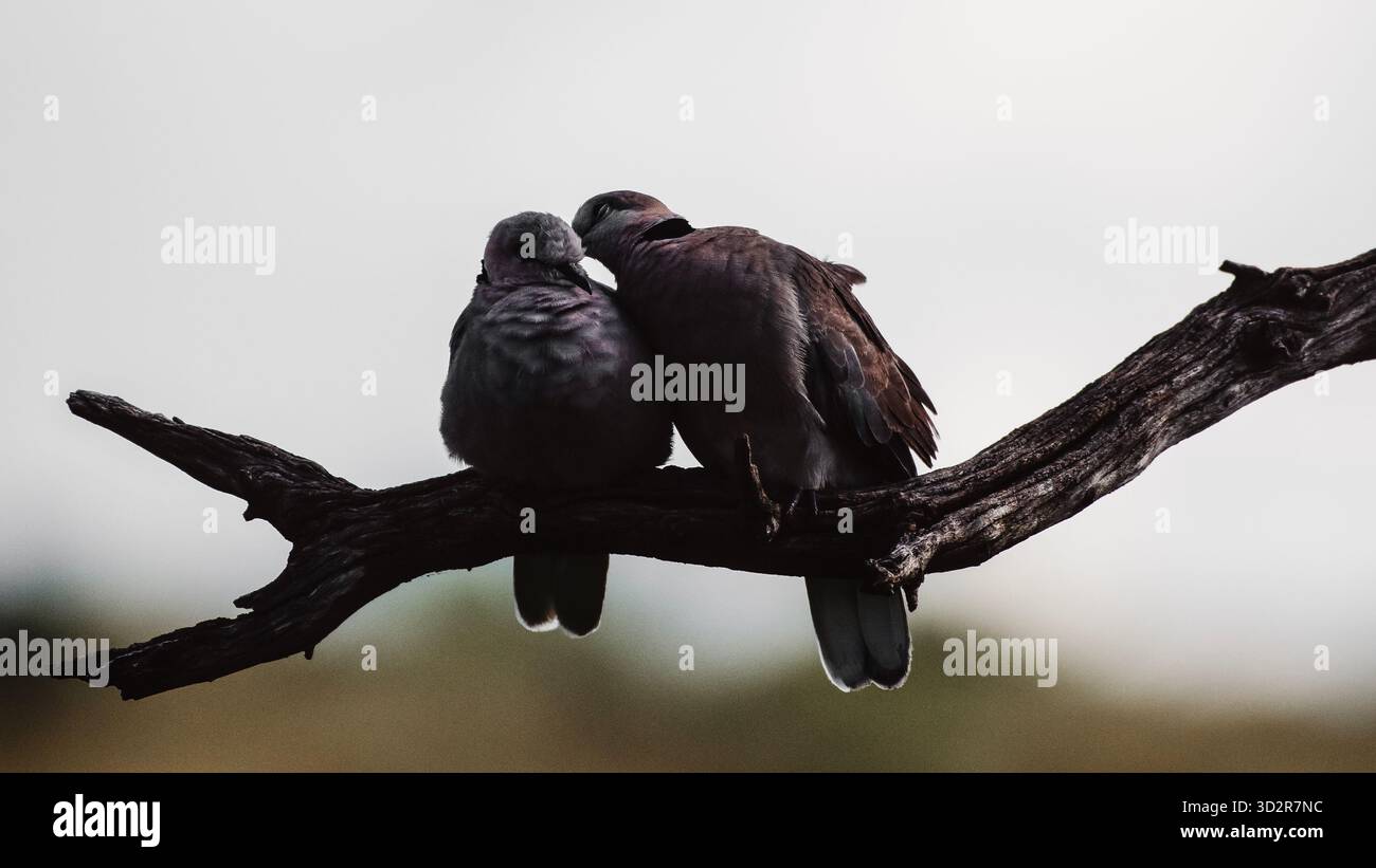 Fotografie artistiche che catturano gli uccelli dell'Africa orientale nei loro habitat naturali, mostrando un piumaggio vivace, specie diverse e un comportamento unico della fauna selvatica Foto Stock