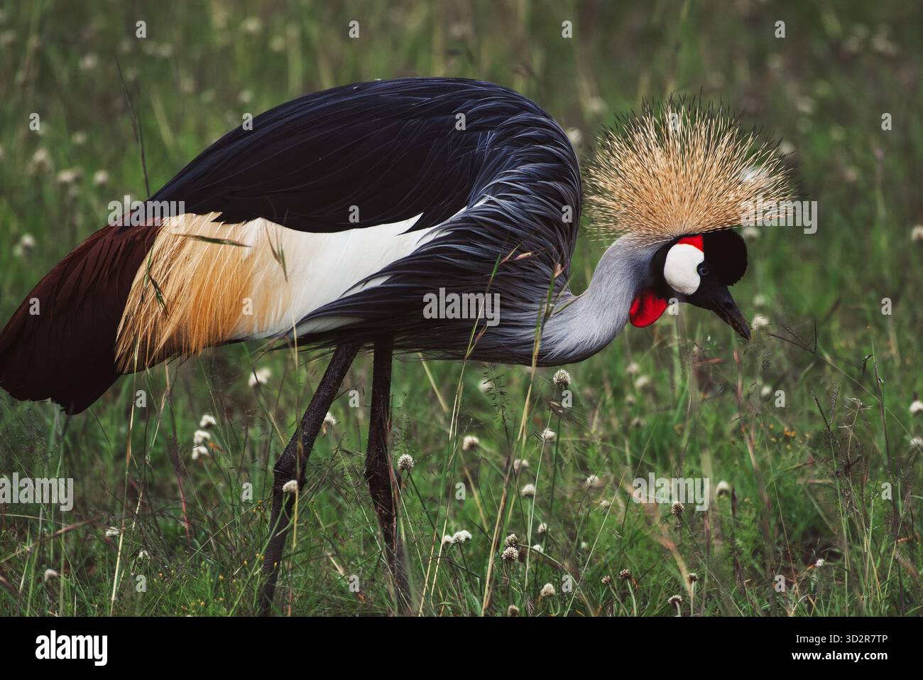 Fotografie artistiche che catturano gli uccelli dell'Africa orientale nei loro habitat naturali, mostrando un piumaggio vivace, specie diverse e un comportamento unico della fauna selvatica Foto Stock