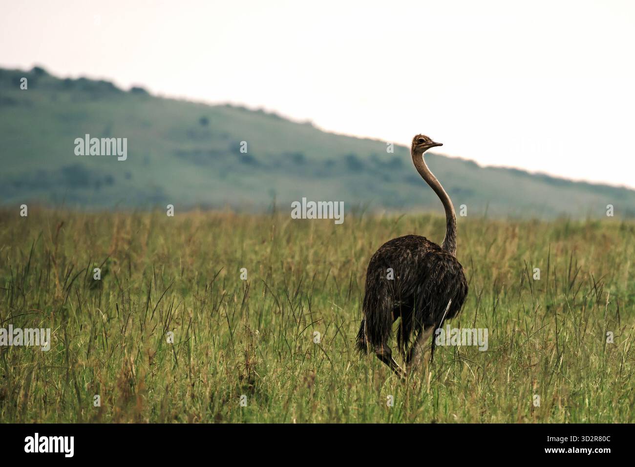 Fotografie artistiche che catturano gli uccelli dell'Africa orientale nei loro habitat naturali, mostrando un piumaggio vivace, specie diverse e un comportamento unico della fauna selvatica Foto Stock