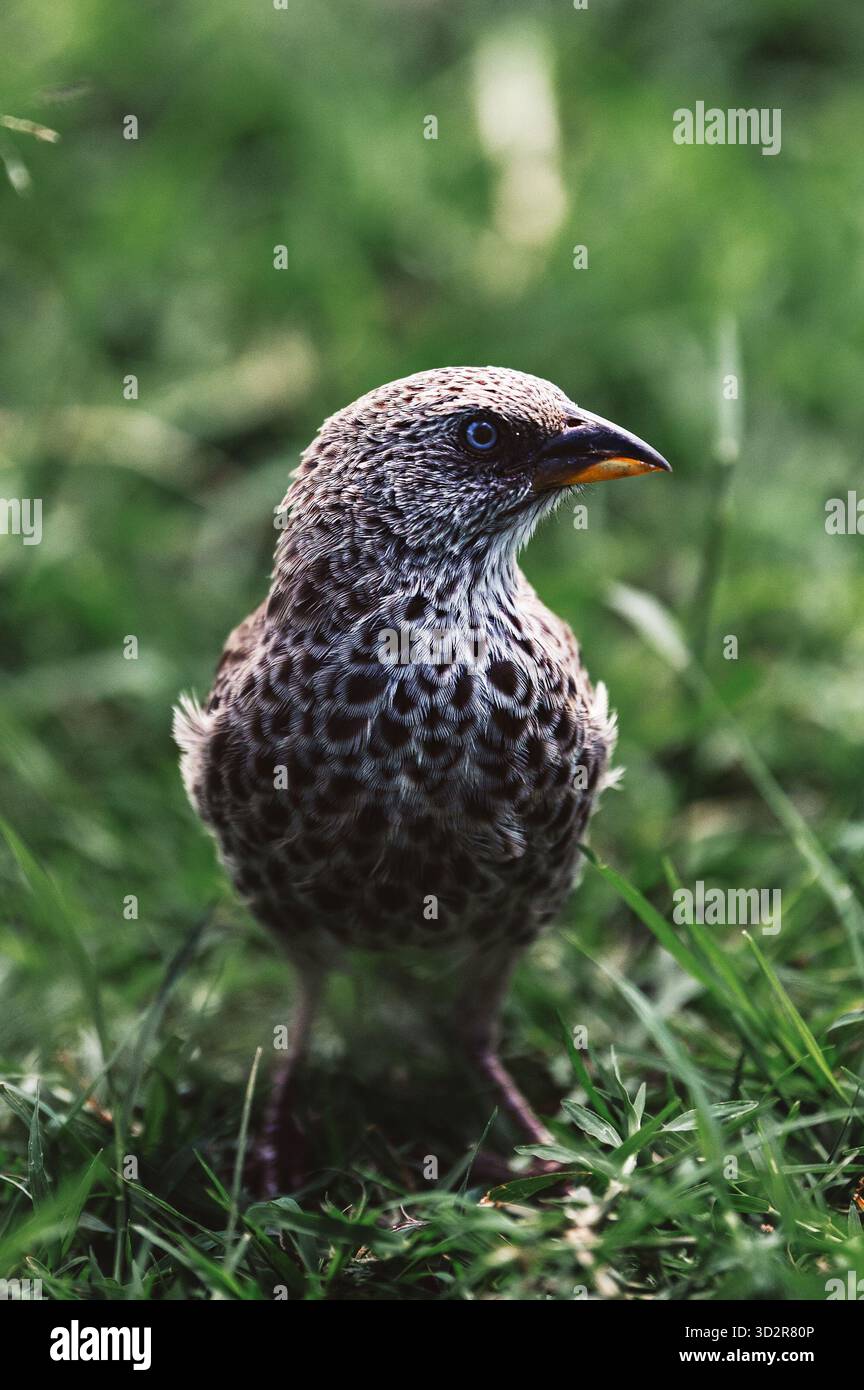 Fotografie artistiche che catturano gli uccelli dell'Africa orientale nei loro habitat naturali, mostrando un piumaggio vivace, specie diverse e un comportamento unico della fauna selvatica Foto Stock