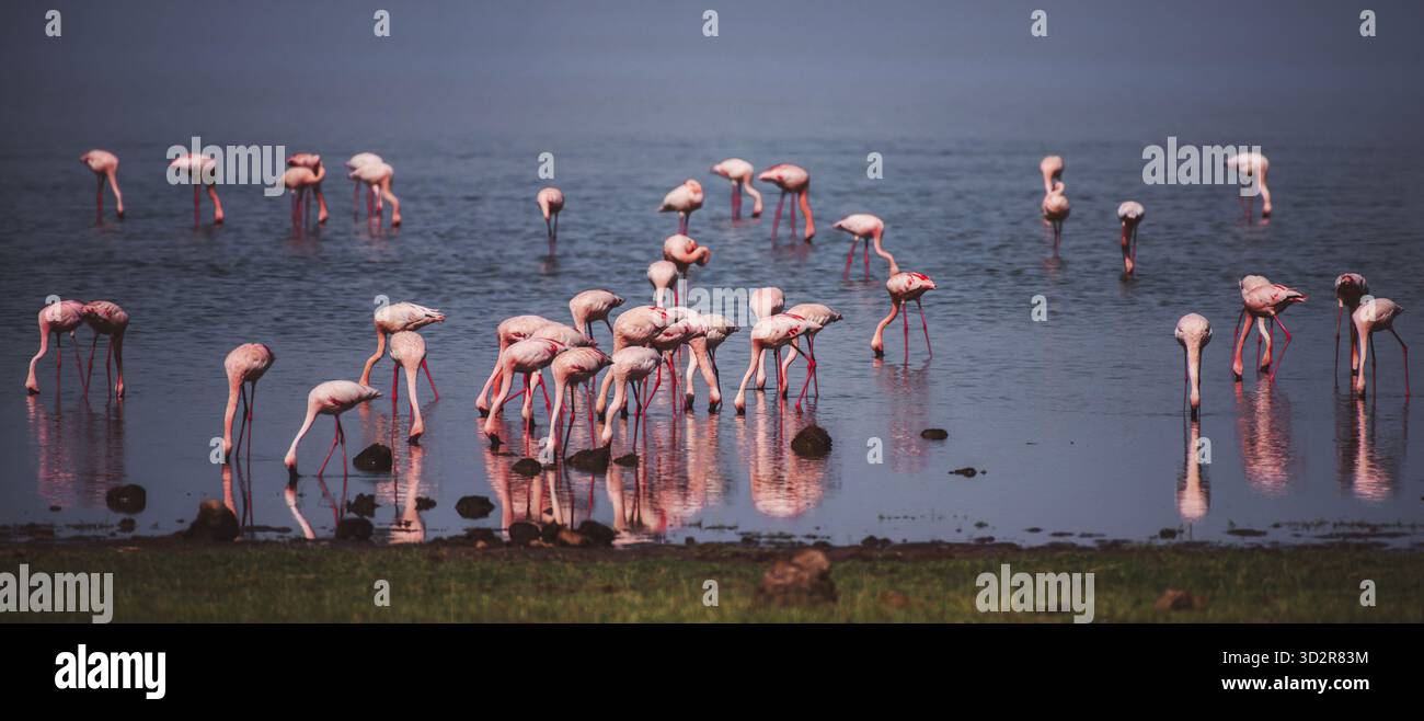 Fotografie artistiche che catturano gli uccelli dell'Africa orientale nei loro habitat naturali, mostrando un piumaggio vivace, specie diverse e un comportamento unico della fauna selvatica Foto Stock