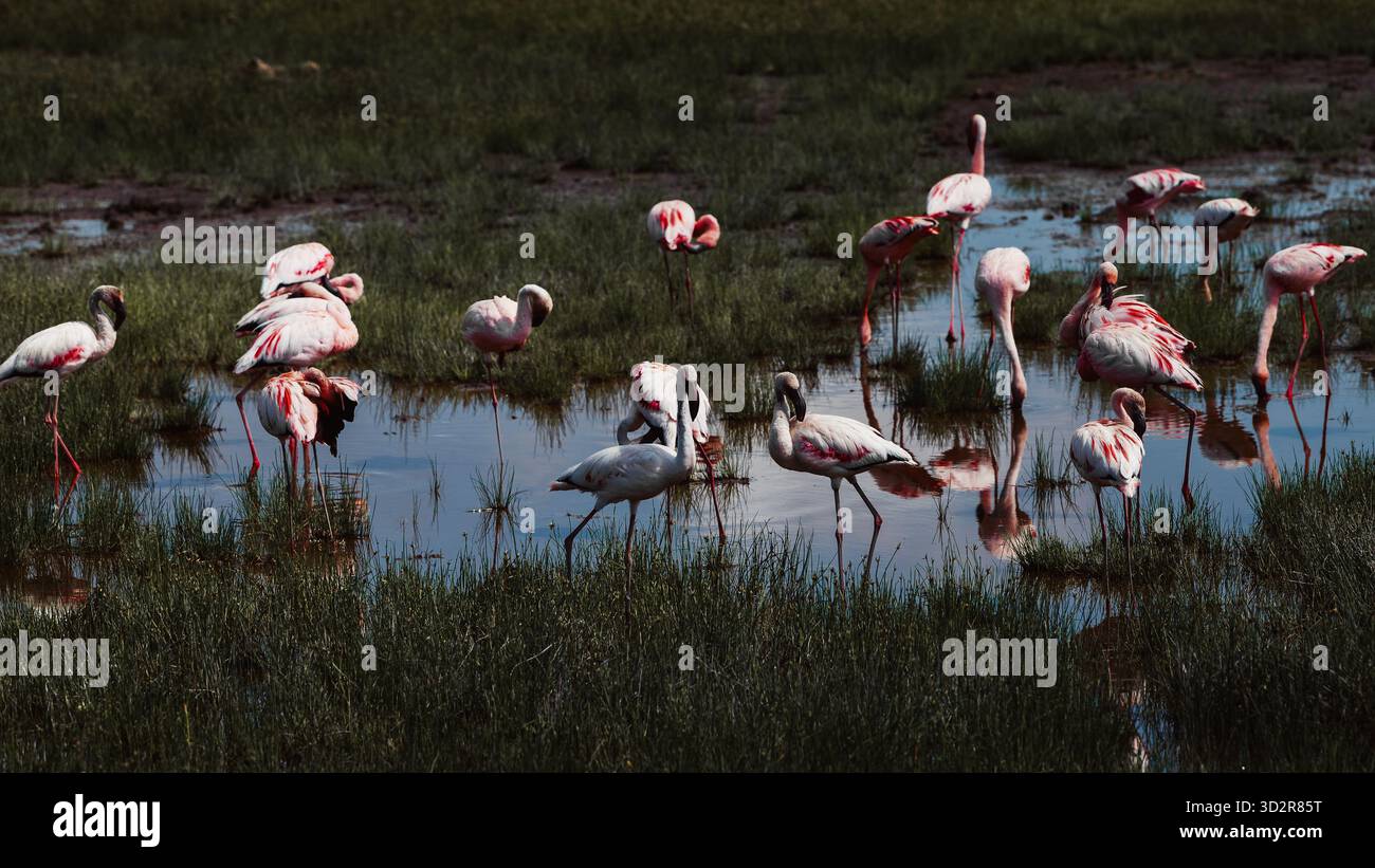 Fotografie artistiche che catturano gli uccelli dell'Africa orientale nei loro habitat naturali, mostrando un piumaggio vivace, specie diverse e un comportamento unico della fauna selvatica Foto Stock
