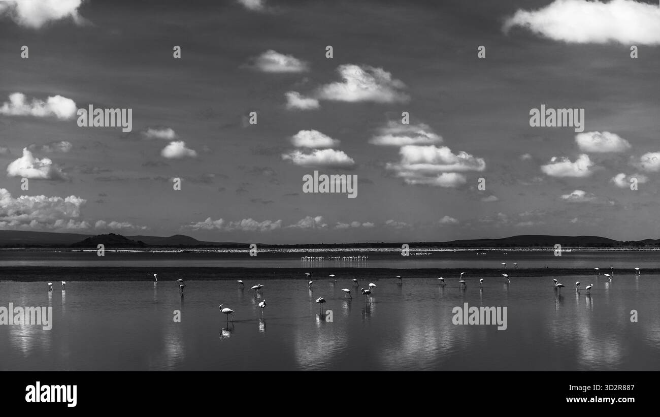 Fotografie artistiche che catturano gli uccelli dell'Africa orientale nei loro habitat naturali, mostrando un piumaggio vivace, specie diverse e un comportamento unico della fauna selvatica Foto Stock