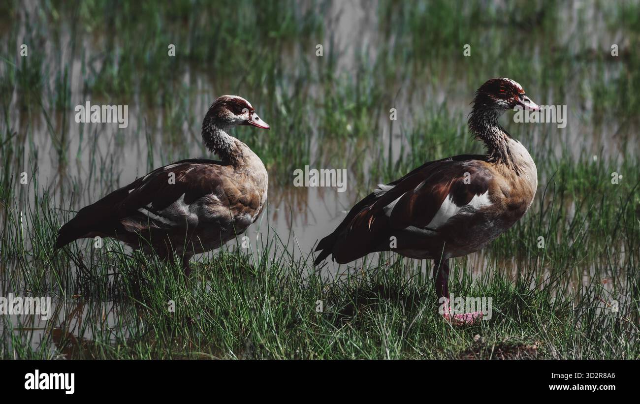 Fotografie artistiche che catturano gli uccelli dell'Africa orientale nei loro habitat naturali, mostrando un piumaggio vivace, specie diverse e un comportamento unico della fauna selvatica Foto Stock