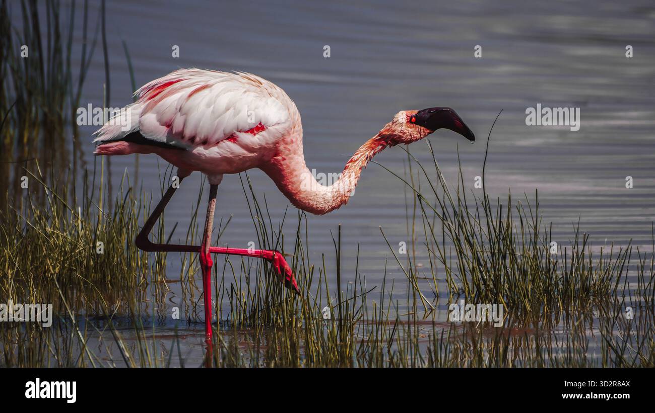 Fotografie artistiche che catturano gli uccelli dell'Africa orientale nei loro habitat naturali, mostrando un piumaggio vivace, specie diverse e un comportamento unico della fauna selvatica Foto Stock