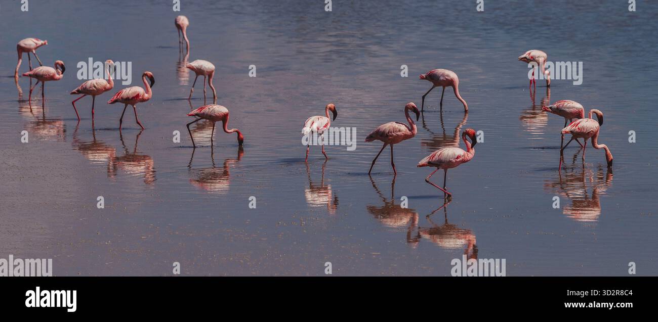 Fotografie artistiche che catturano gli uccelli dell'Africa orientale nei loro habitat naturali, mostrando un piumaggio vivace, specie diverse e un comportamento unico della fauna selvatica Foto Stock