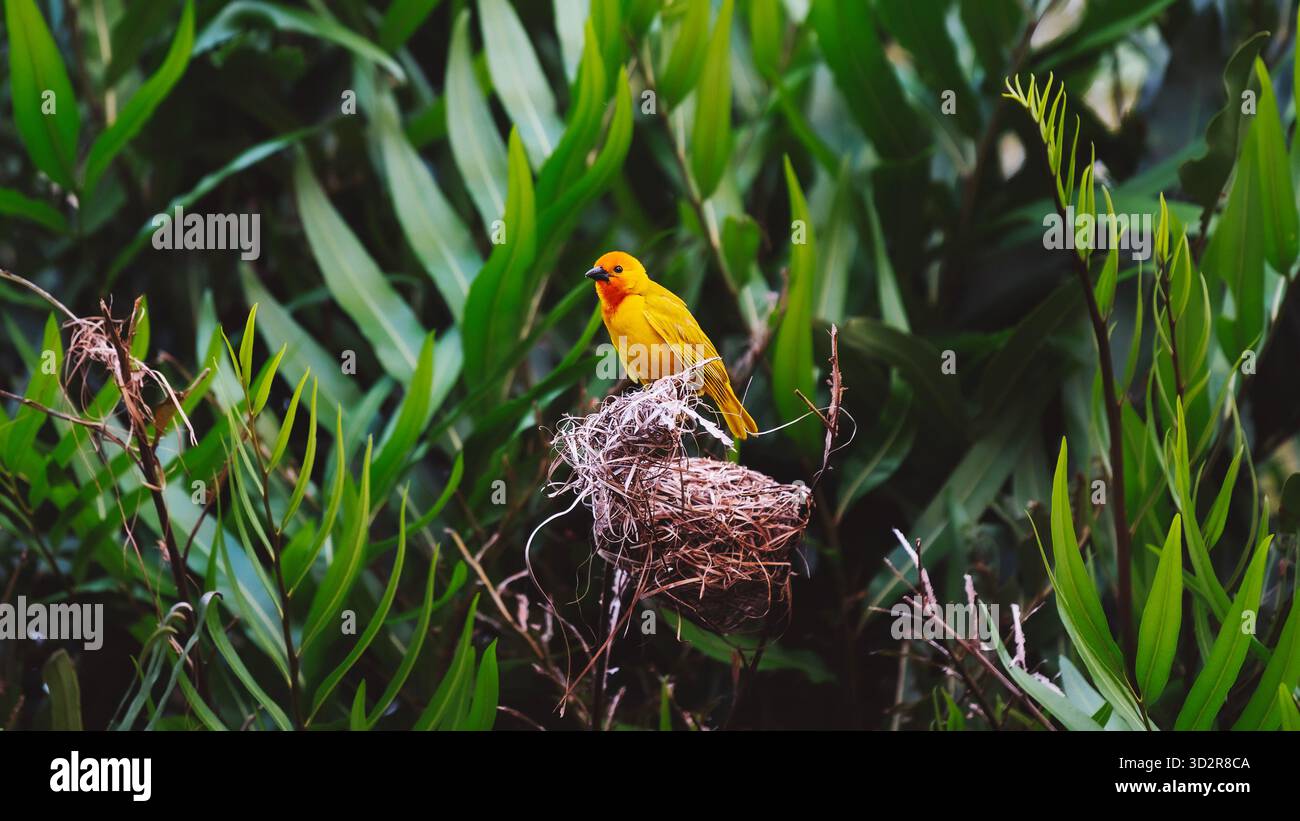 Fotografie artistiche che catturano gli uccelli dell'Africa orientale nei loro habitat naturali, mostrando un piumaggio vivace, specie diverse e un comportamento unico della fauna selvatica Foto Stock