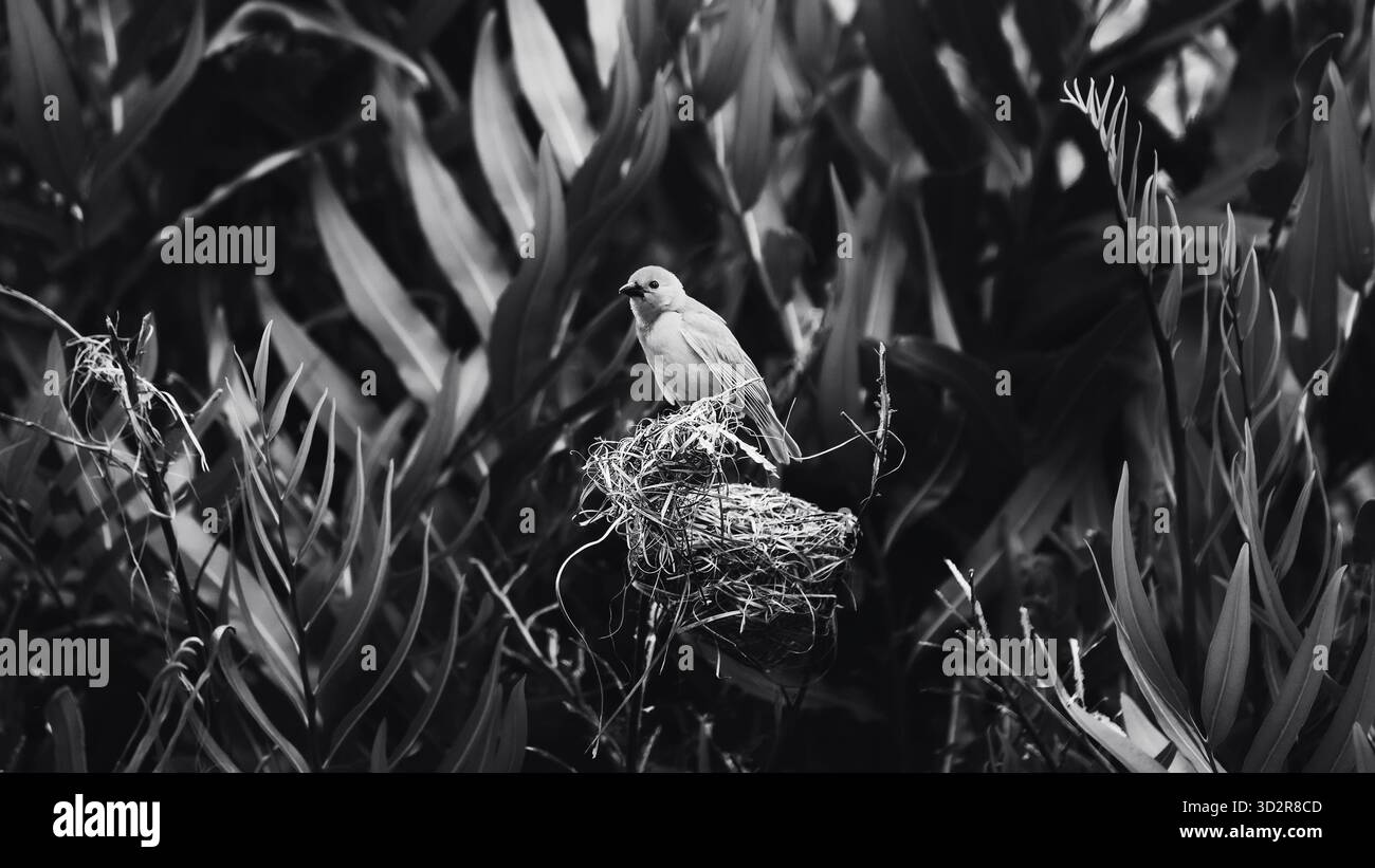 Fotografie artistiche che catturano gli uccelli dell'Africa orientale nei loro habitat naturali, mostrando un piumaggio vivace, specie diverse e un comportamento unico della fauna selvatica Foto Stock
