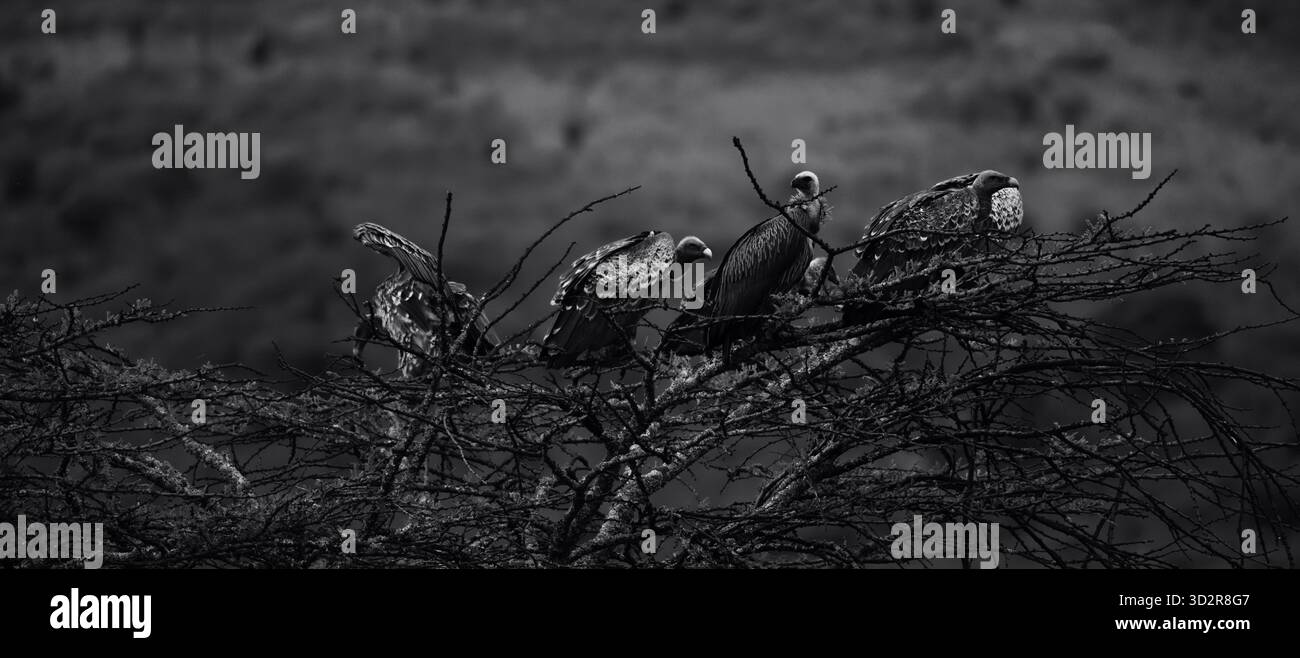 Fotografie artistiche che catturano gli uccelli dell'Africa orientale nei loro habitat naturali, mostrando un piumaggio vivace, specie diverse e un comportamento unico della fauna selvatica Foto Stock