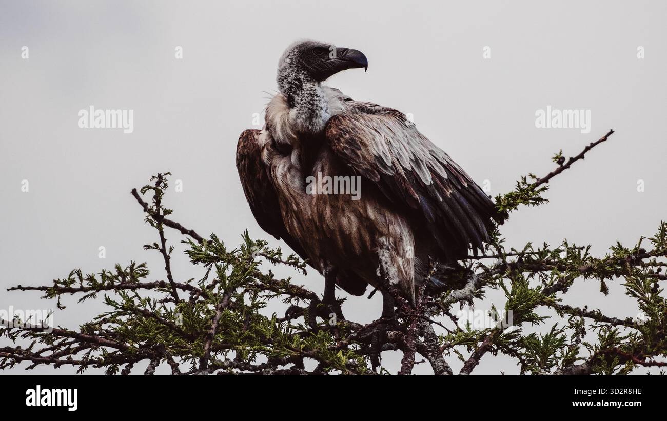 Fotografie artistiche che catturano gli uccelli dell'Africa orientale nei loro habitat naturali, mostrando un piumaggio vivace, specie diverse e un comportamento unico della fauna selvatica Foto Stock