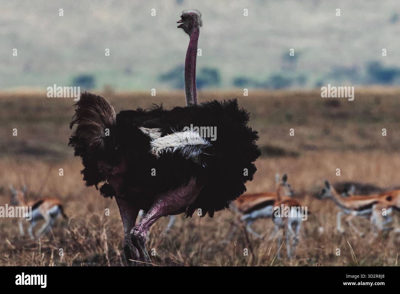 Fotografie artistiche che catturano gli uccelli dell'Africa orientale nei loro habitat naturali, mostrando un piumaggio vivace, specie diverse e un comportamento unico della fauna selvatica Foto Stock