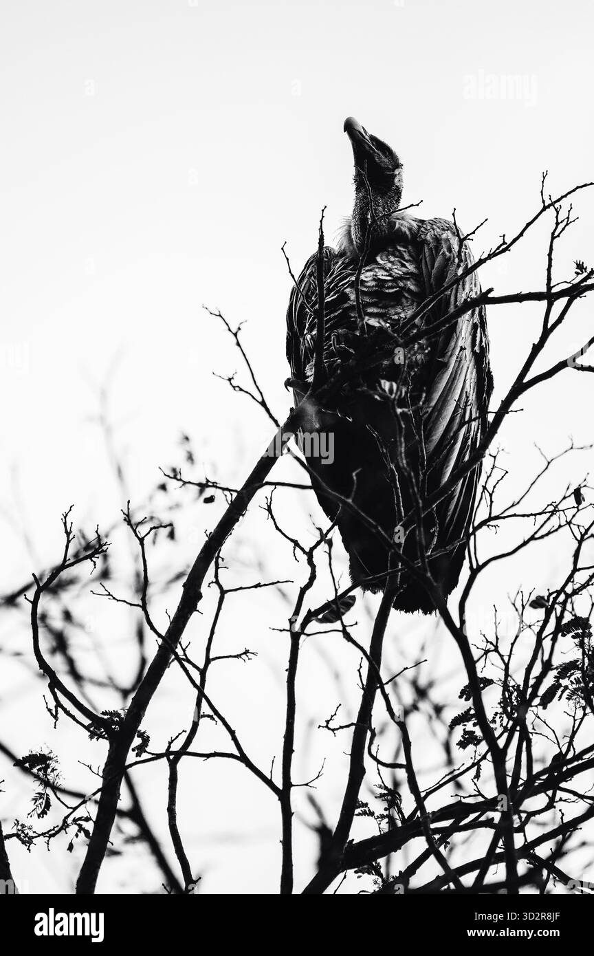 Fotografie artistiche che catturano gli uccelli dell'Africa orientale nei loro habitat naturali, mostrando un piumaggio vivace, specie diverse e un comportamento unico della fauna selvatica Foto Stock