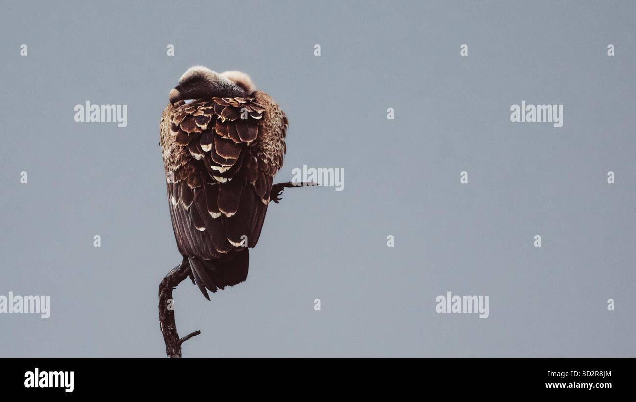 Fotografie artistiche che catturano gli uccelli dell'Africa orientale nei loro habitat naturali, mostrando un piumaggio vivace, specie diverse e un comportamento unico della fauna selvatica Foto Stock