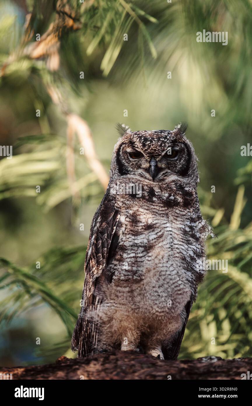 Fotografie artistiche che catturano gli uccelli dell'Africa orientale nei loro habitat naturali, mostrando un piumaggio vivace, specie diverse e un comportamento unico della fauna selvatica Foto Stock