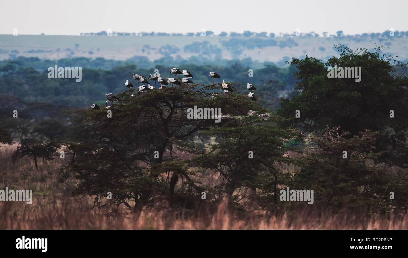 Fotografie artistiche che catturano gli uccelli dell'Africa orientale nei loro habitat naturali, mostrando un piumaggio vivace, specie diverse e un comportamento unico della fauna selvatica Foto Stock