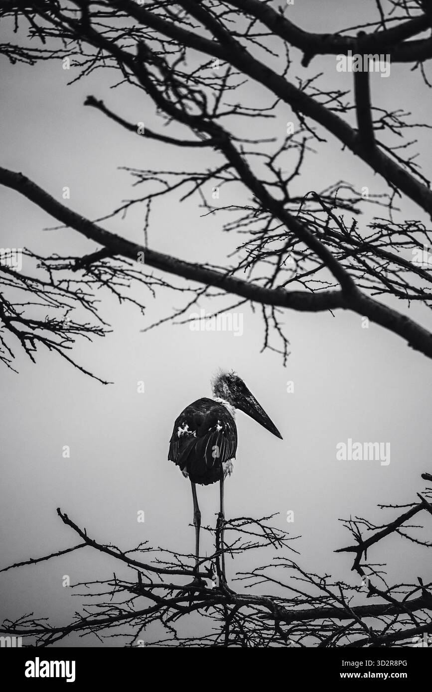 Fotografie artistiche che catturano gli uccelli dell'Africa orientale nei loro habitat naturali, mostrando un piumaggio vivace, specie diverse e un comportamento unico della fauna selvatica Foto Stock