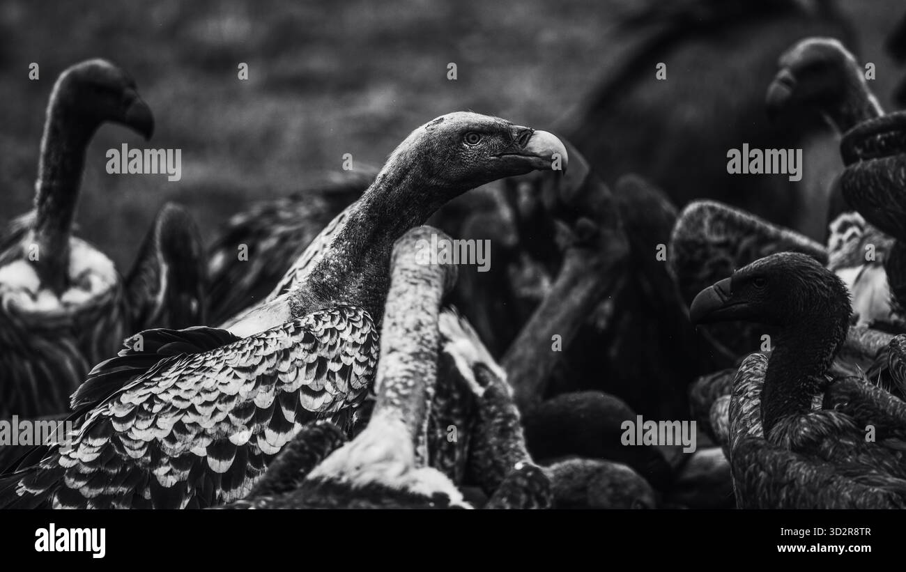 Fotografie artistiche che catturano gli uccelli dell'Africa orientale nei loro habitat naturali, mostrando un piumaggio vivace, specie diverse e un comportamento unico della fauna selvatica Foto Stock