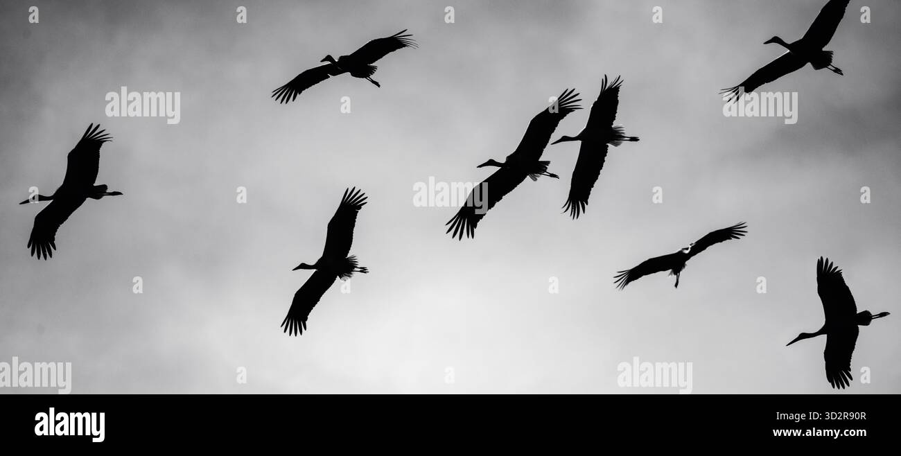 Fotografie artistiche che catturano gli uccelli dell'Africa orientale nei loro habitat naturali, mostrando un piumaggio vivace, specie diverse e un comportamento unico della fauna selvatica Foto Stock