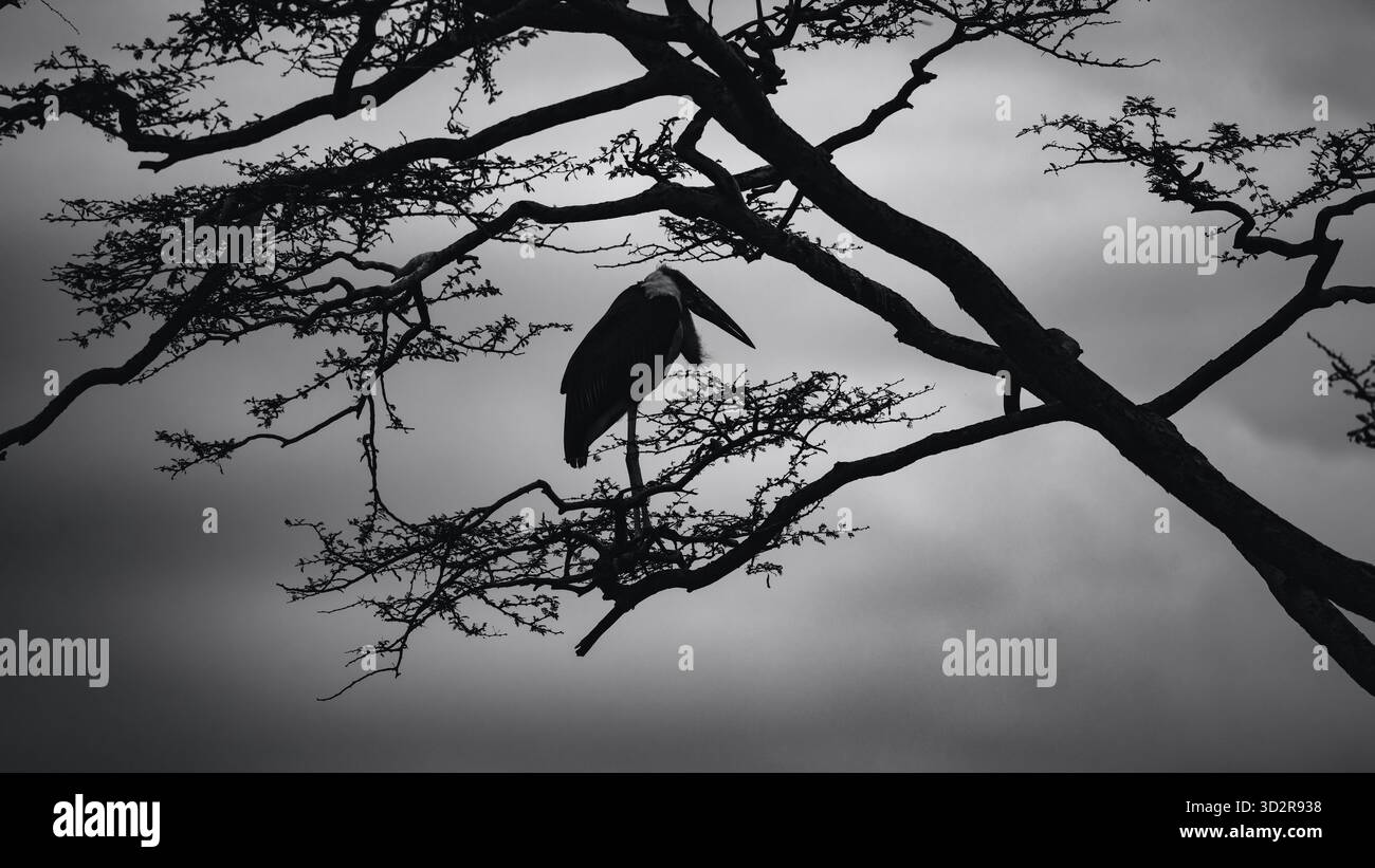 Fotografie artistiche che catturano gli uccelli dell'Africa orientale nei loro habitat naturali, mostrando un piumaggio vivace, specie diverse e un comportamento unico della fauna selvatica Foto Stock