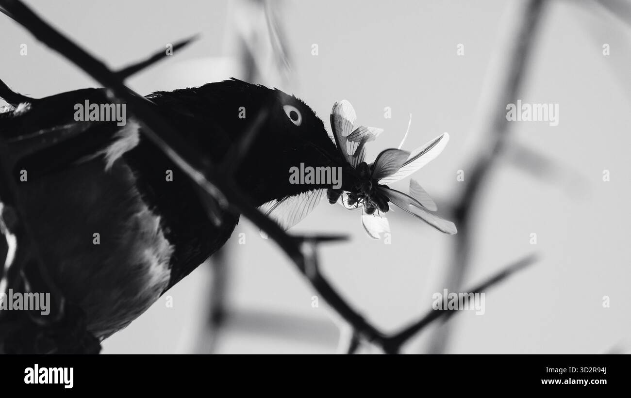 Fotografie artistiche che catturano gli uccelli dell'Africa orientale nei loro habitat naturali, mostrando un piumaggio vivace, specie diverse e un comportamento unico della fauna selvatica Foto Stock
