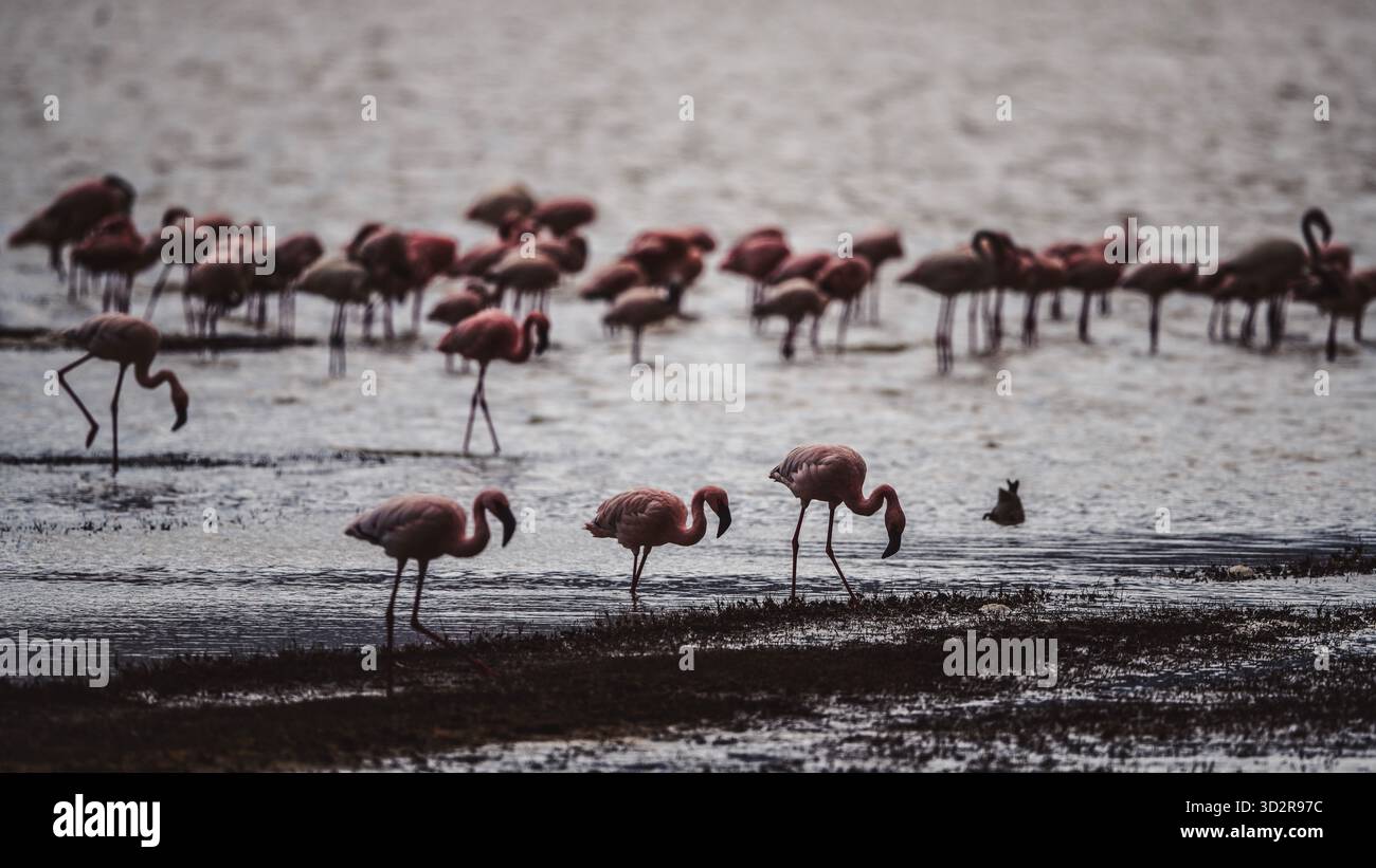 Fotografie artistiche che catturano gli uccelli dell'Africa orientale nei loro habitat naturali, mostrando un piumaggio vivace, specie diverse e un comportamento unico della fauna selvatica Foto Stock