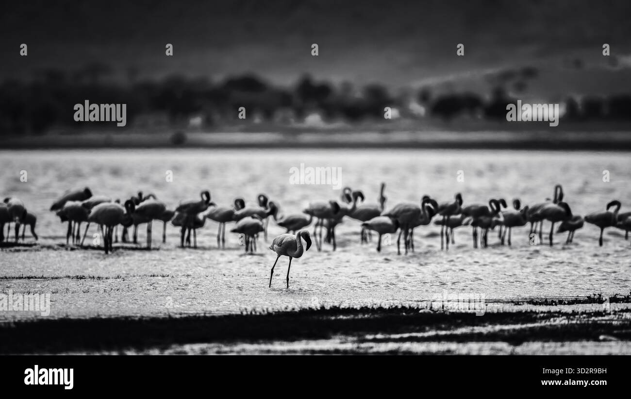 Fotografie artistiche che catturano gli uccelli dell'Africa orientale nei loro habitat naturali, mostrando un piumaggio vivace, specie diverse e un comportamento unico della fauna selvatica Foto Stock