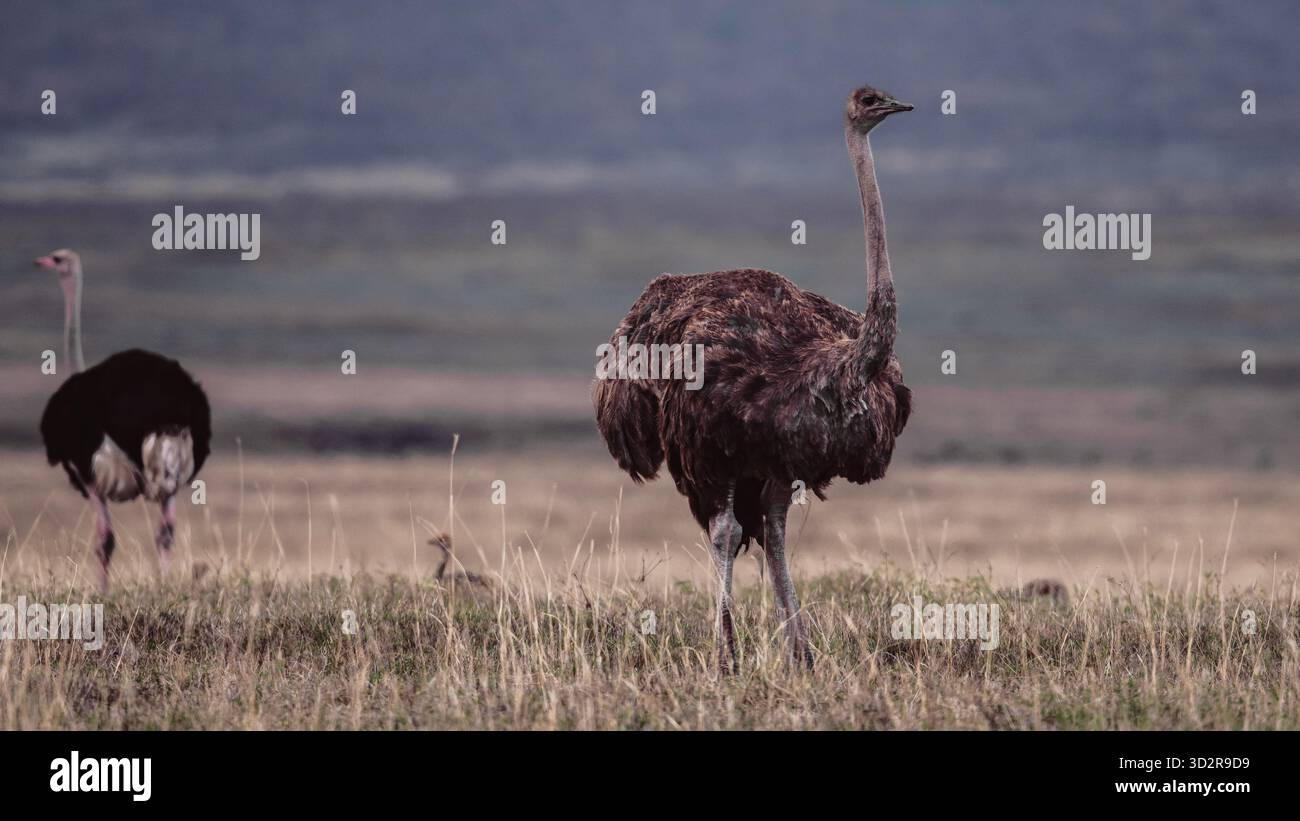 Fotografie artistiche che catturano gli uccelli dell'Africa orientale nei loro habitat naturali, mostrando un piumaggio vivace, specie diverse e un comportamento unico della fauna selvatica Foto Stock