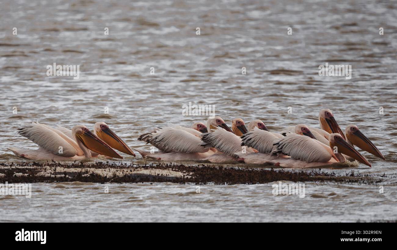 Fotografie artistiche che catturano gli uccelli dell'Africa orientale nei loro habitat naturali, mostrando un piumaggio vivace, specie diverse e un comportamento unico della fauna selvatica Foto Stock