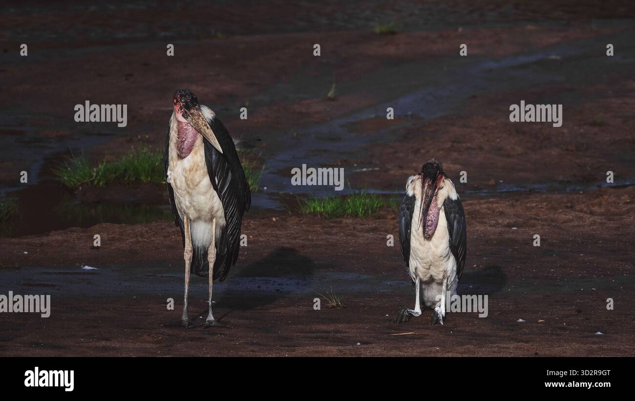 Fotografie artistiche che catturano gli uccelli dell'Africa orientale nei loro habitat naturali, mostrando un piumaggio vivace, specie diverse e un comportamento unico della fauna selvatica Foto Stock