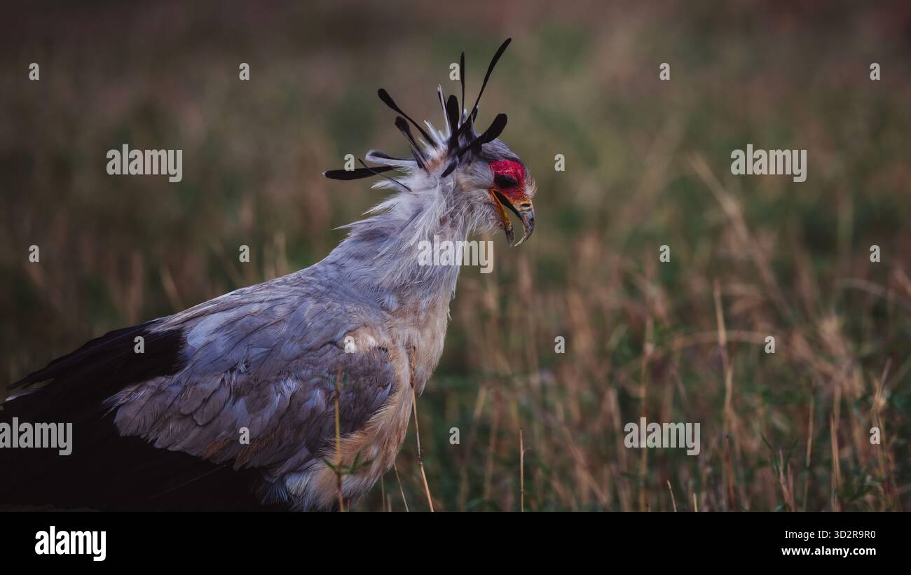Fotografie artistiche che catturano gli uccelli dell'Africa orientale nei loro habitat naturali, mostrando un piumaggio vivace, specie diverse e un comportamento unico della fauna selvatica Foto Stock