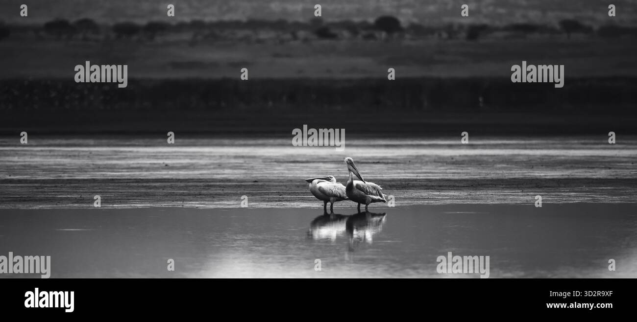 Fotografie artistiche che catturano gli uccelli dell'Africa orientale nei loro habitat naturali, mostrando un piumaggio vivace, specie diverse e un comportamento unico della fauna selvatica Foto Stock