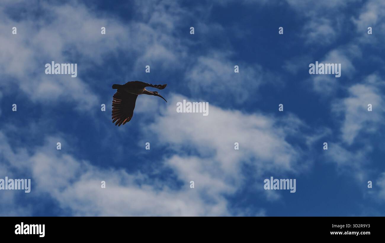 Fotografie artistiche che catturano gli uccelli dell'Africa orientale nei loro habitat naturali, mostrando un piumaggio vivace, specie diverse e un comportamento unico della fauna selvatica Foto Stock