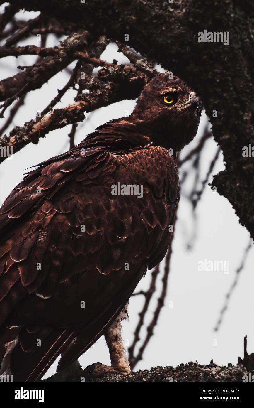 Fotografie artistiche che catturano gli uccelli dell'Africa orientale nei loro habitat naturali, mostrando un piumaggio vivace, specie diverse e un comportamento unico della fauna selvatica Foto Stock