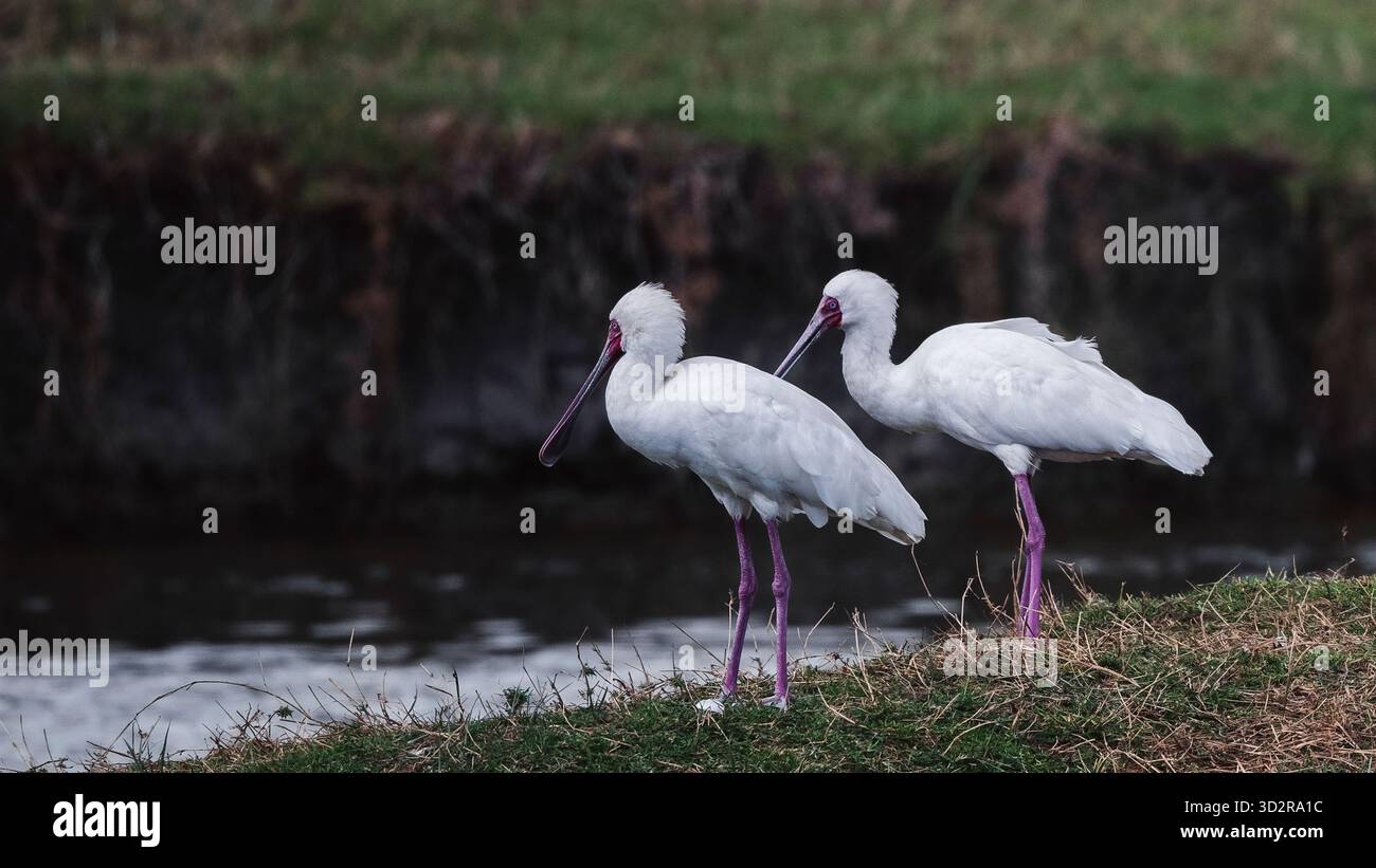 Fotografie artistiche che catturano gli uccelli dell'Africa orientale nei loro habitat naturali, mostrando un piumaggio vivace, specie diverse e un comportamento unico della fauna selvatica Foto Stock