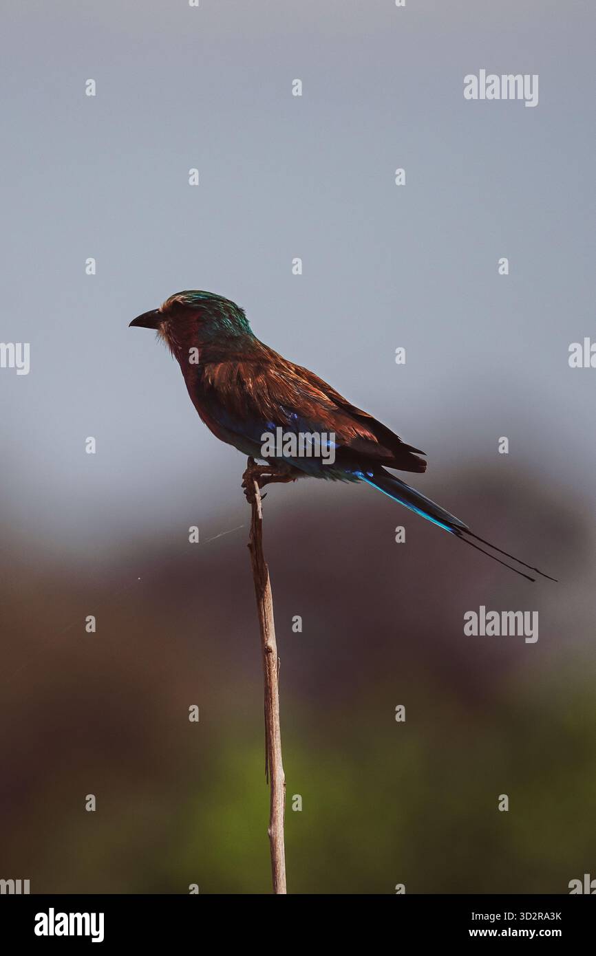 Fotografie artistiche che catturano gli uccelli dell'Africa orientale nei loro habitat naturali, mostrando un piumaggio vivace, specie diverse e un comportamento unico della fauna selvatica Foto Stock