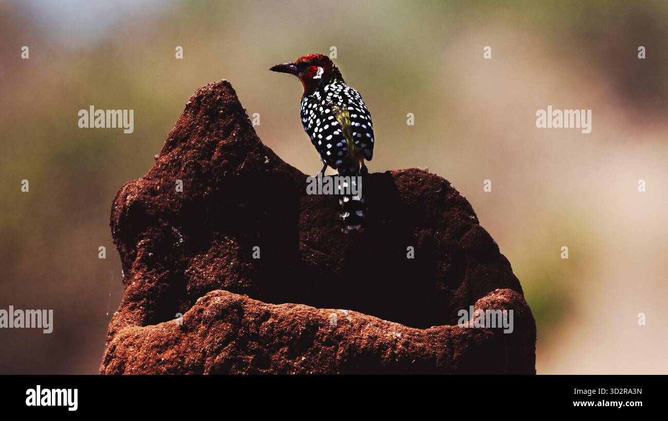 Fotografie artistiche che catturano gli uccelli dell'Africa orientale nei loro habitat naturali, mostrando un piumaggio vivace, specie diverse e un comportamento unico della fauna selvatica Foto Stock