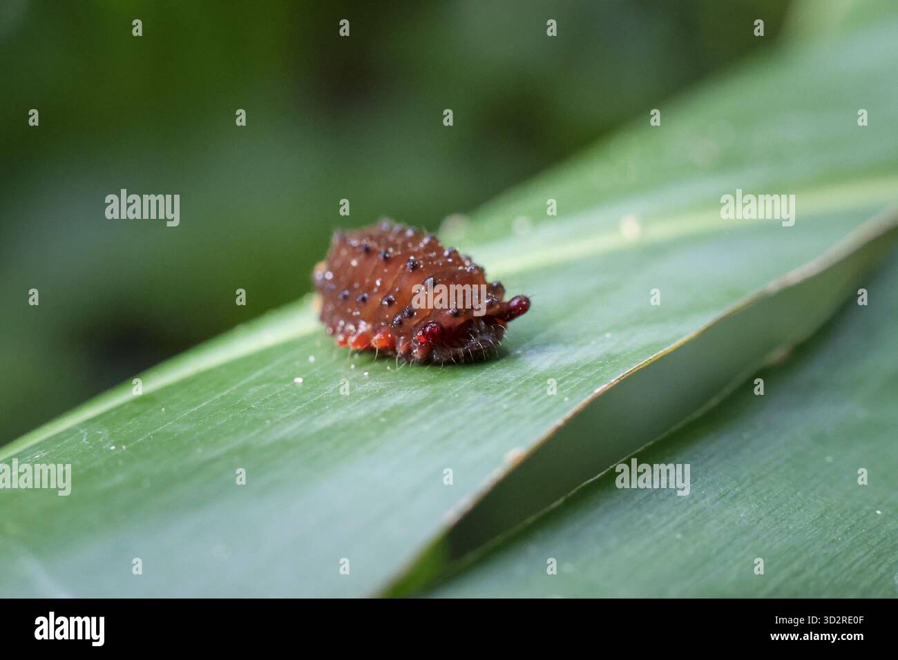 Misteriosa lumazza marrone o creatura di larva su una foglia verde vivace. vista macro di questo piccolo insetto in natura, che mostra la sua texture unica e sconnessa Foto Stock