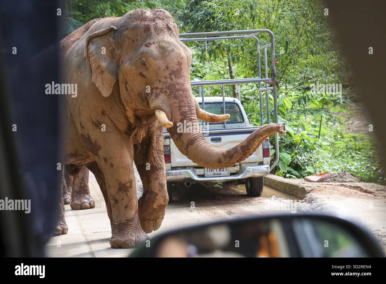 Maestoso elefante asiatico che cammina su una strada rurale attraverso la giungla. incontro ravvicinato con gli animali selvatici durante il safari in asia, con la natura e il camion in b Foto Stock