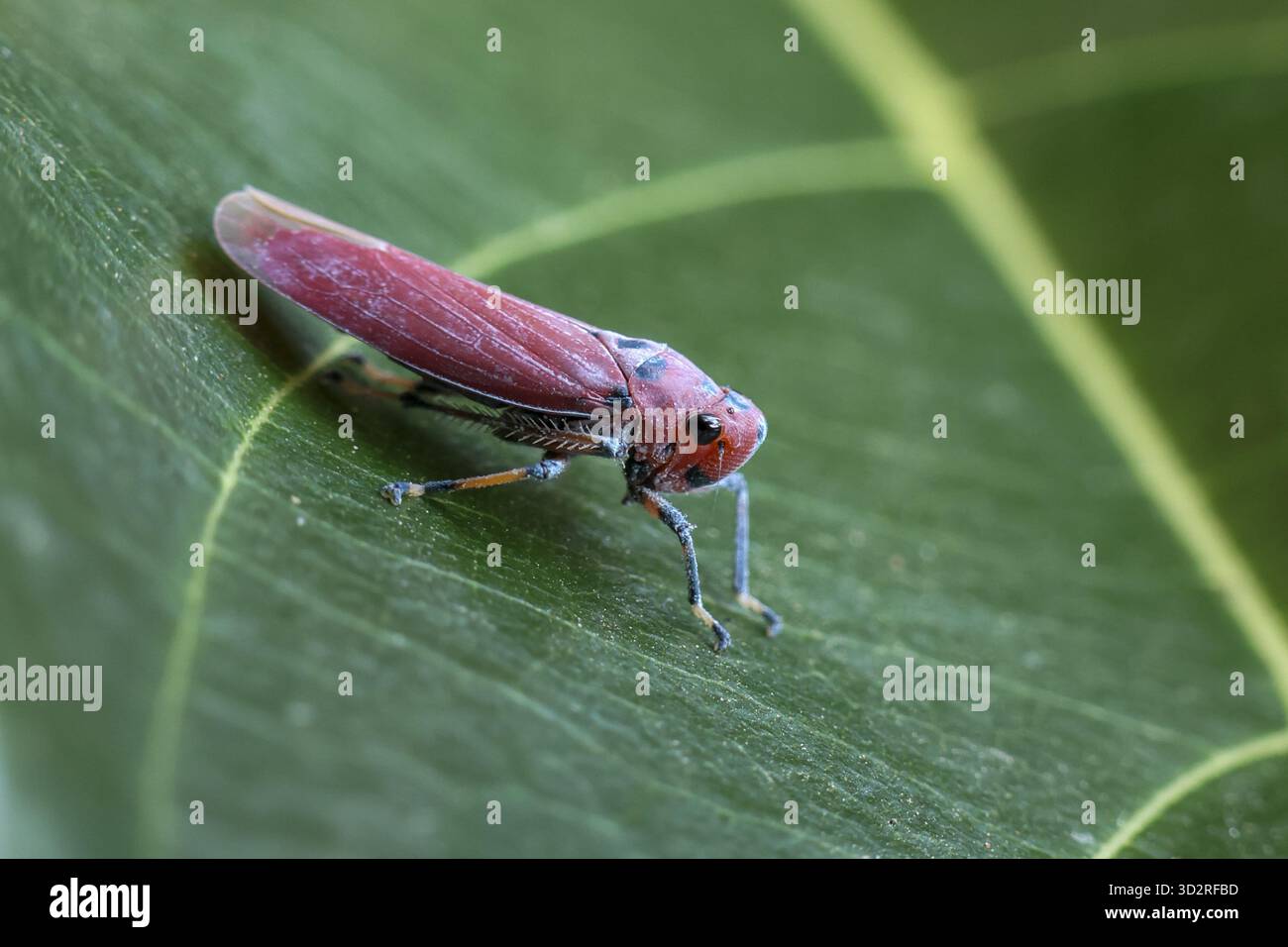 Bellissima foto macro di un piccolo insetto rosa sulla foglia verde. Vista dettagliata della fauna selvatica di un parassita colorato nel suo habitat naturale, molto S. Foto Stock