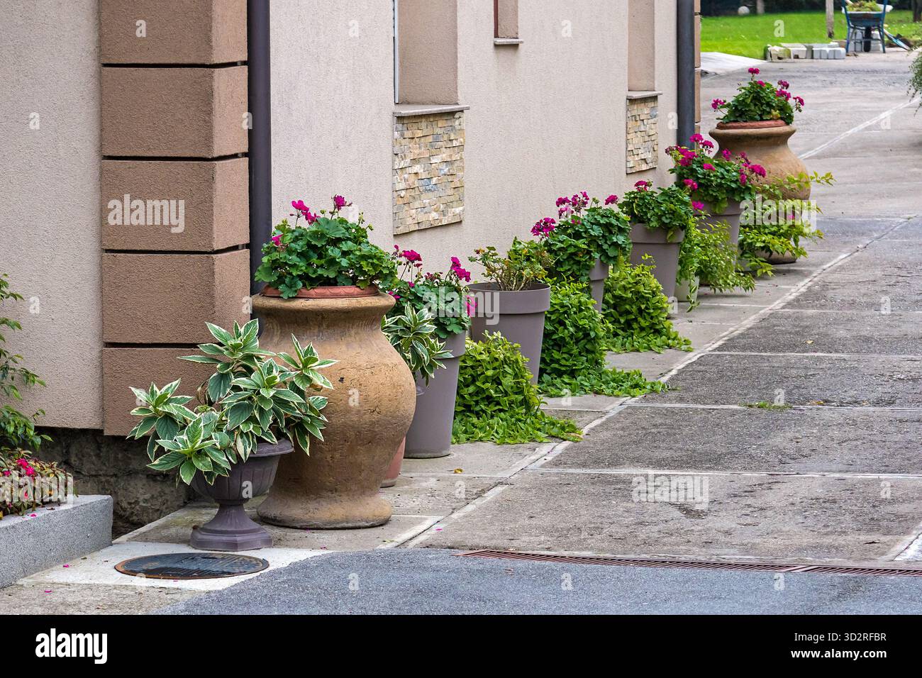 Piante di fiori verdi all'interno di vasi di argilla all'esterno sul giardino di strada Foto Stock