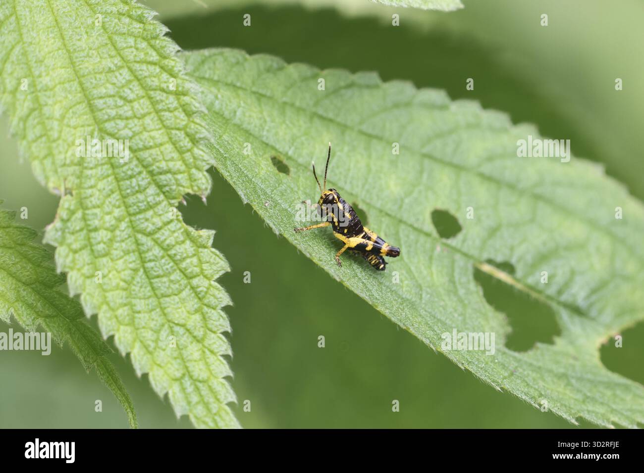 Piccolo insetto su foglia verde che mostra dettagli e texture intricati con una profondità di campo ridotta. il soggetto mostra curiosità e quiete Foto Stock