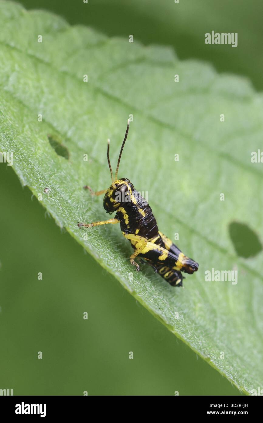 Piccola e vibrante cavalletta con sorprendenti motivi gialli e neri si siede in grande stile su una lussureggiante foglia verde, mostrando la bellezza intricata della natura e un insetto Foto Stock