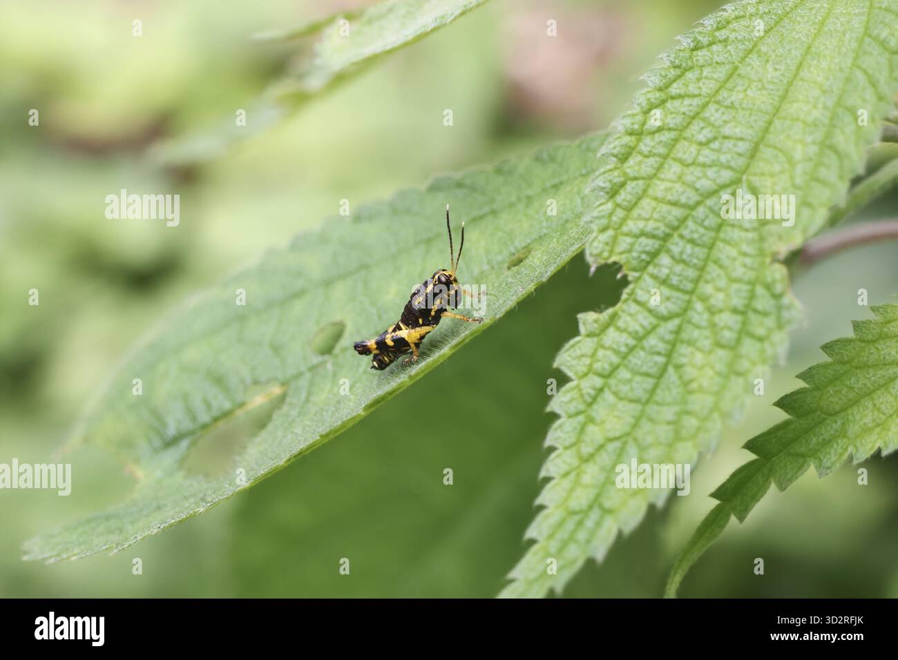 Minuscolo insetto con marcature nere e gialle che poggiano su una foglia verde vibrante, che mette in risalto la natura dettagli intricati con un senso di silenziosa resilienza Foto Stock