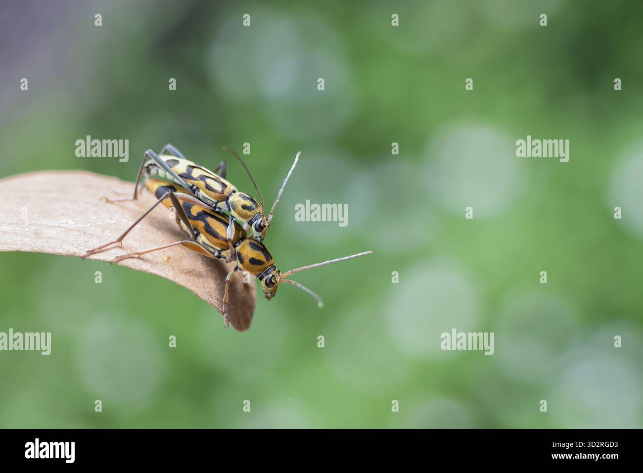 Il piccolo insetto con motivi intricati poggia su foglie asciutte, le sue antenne avvisano lo sfondo verde sfocato suggerisce un ambiente naturale e tranquillo, evocando un senso Foto Stock