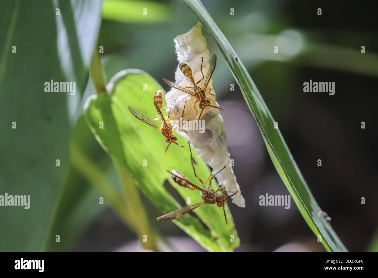 Primo piano di formiche che lavorano insieme per costruire un nido su foglie verdi, trasmettendo un senso di naturale industria e collaborazione Foto Stock
