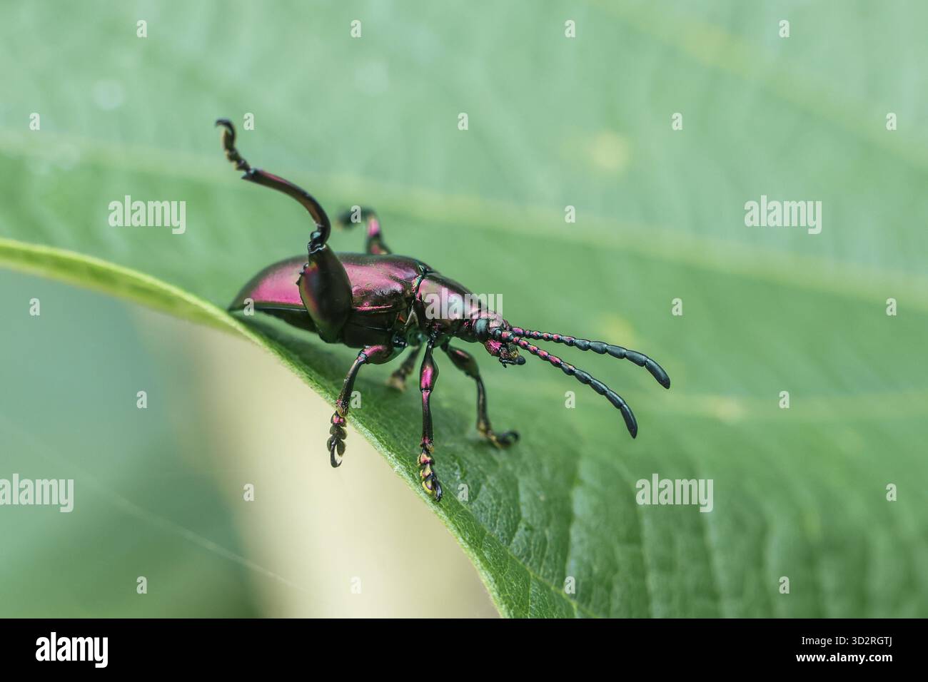 Piccolo insetto viola scuro con lungo muso che scorre su una foglia verde brillante, che mostra una forma delicata e complessa Foto Stock
